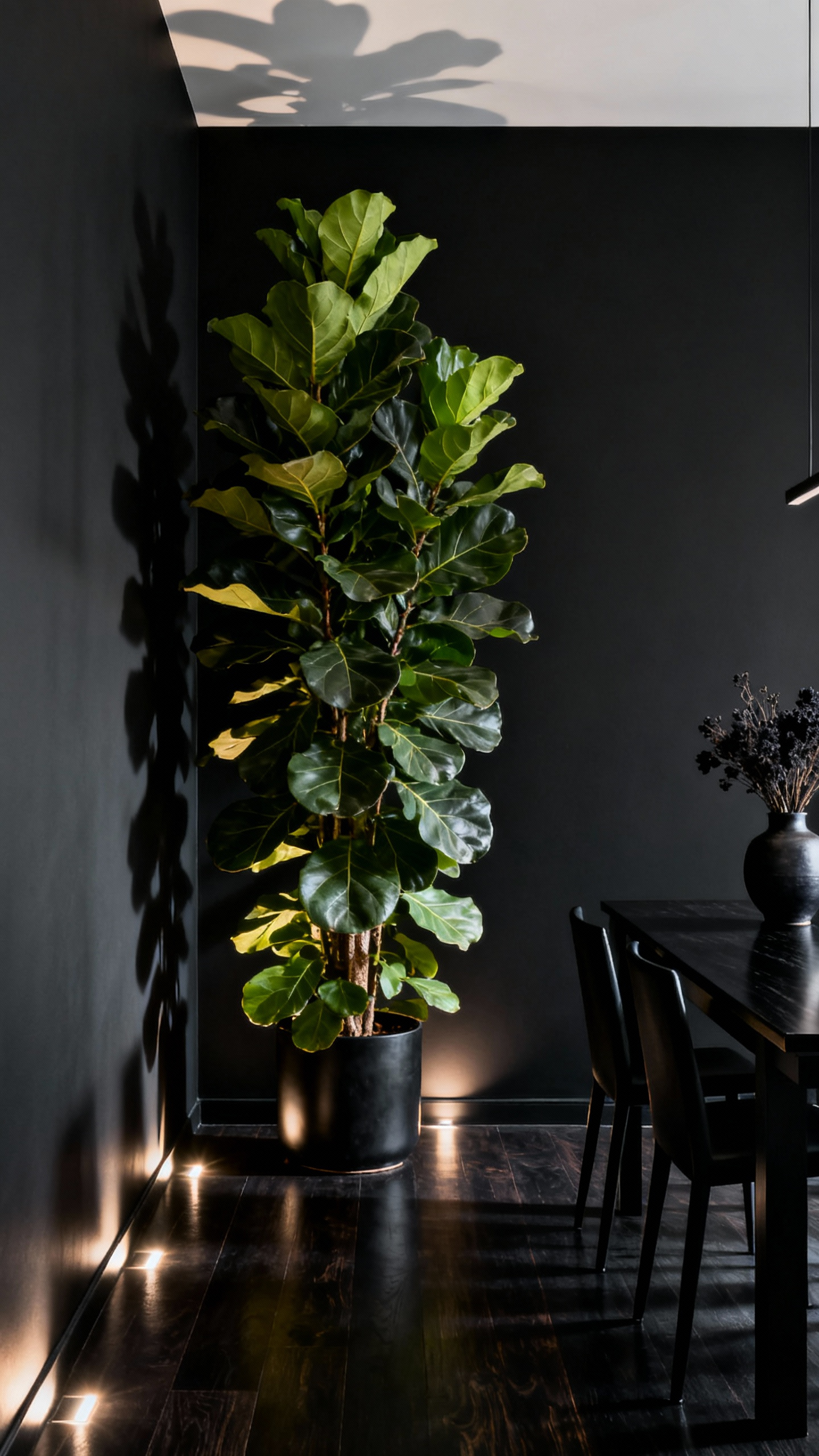 Tall Fiddle Leaf Fig plant with dark green leaves illuminated by uplights in a luxurious black dining room. Ebonized dining table and chairs in background. High contrast image showcasing biophilic design.