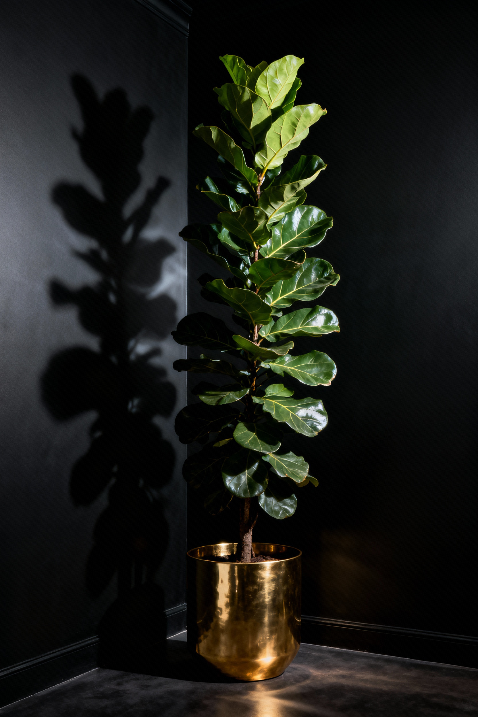 Dramatic black dining room with a large, vibrant green Fiddle Leaf Fig plant in a polished brass planter, creating an organic counterpoint against matte black walls and casting intriguing shadows.
